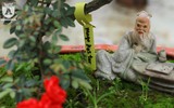 Ngắm hoa hồng bonsai trị giá cả trăm triệu đồng khoe sắc